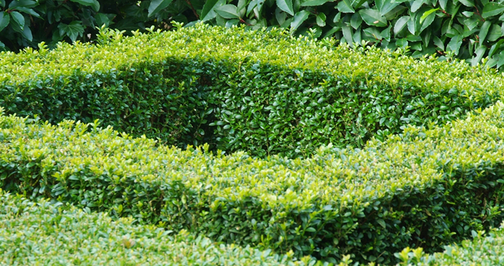 Tuinplant van de maand Maart: Buxus