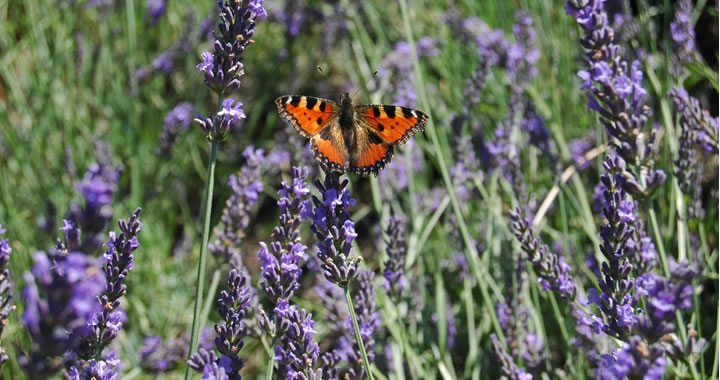 Tuinplant van de maand April: Lavendel