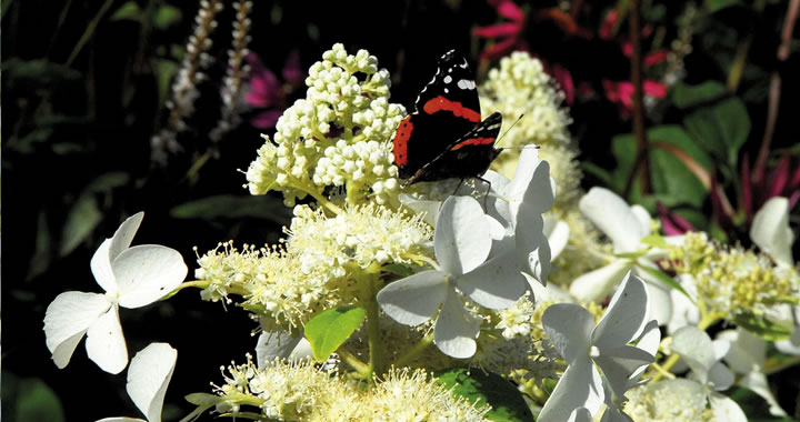 Vrolijke vlinderhortensia