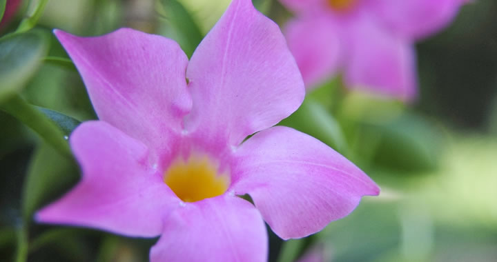 Mandevilla