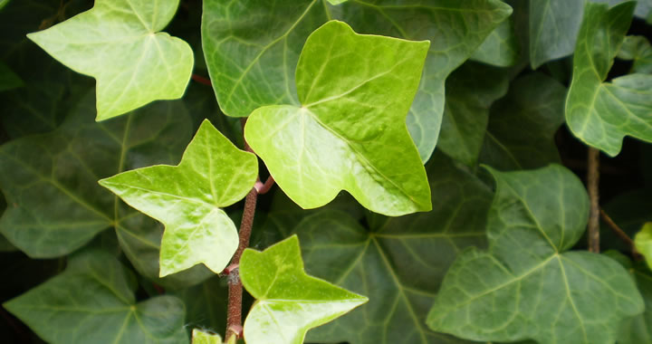 Tuinonderhoud in de maand mei