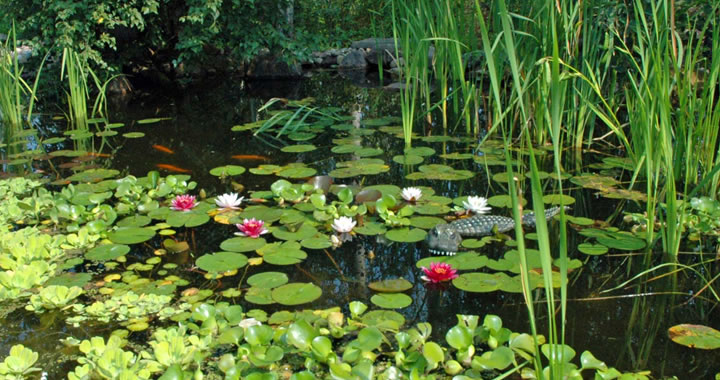 Planten in de maand mei