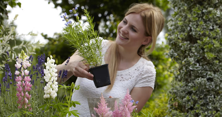 Tuinplant van de Maand Mei: Zomerbloeiers