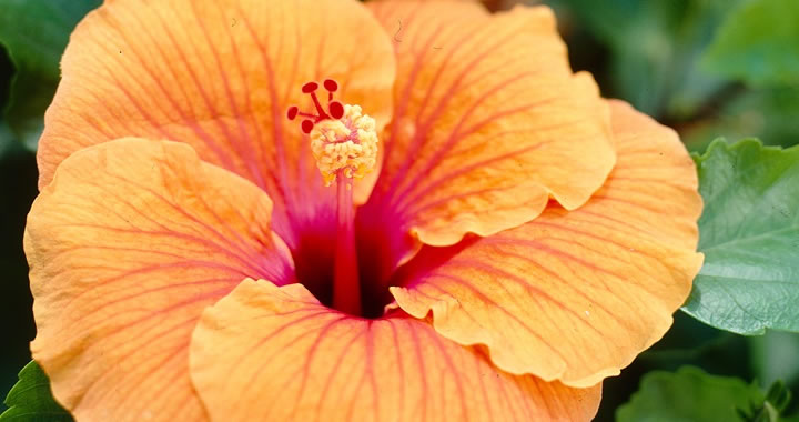 Tuinplant van de maand juli: Hibiscus