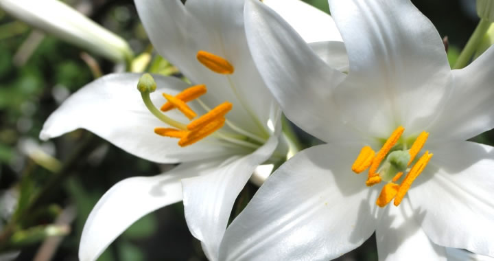 Planten in augustus