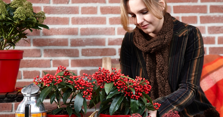 Skimmia boeit elk seizoen