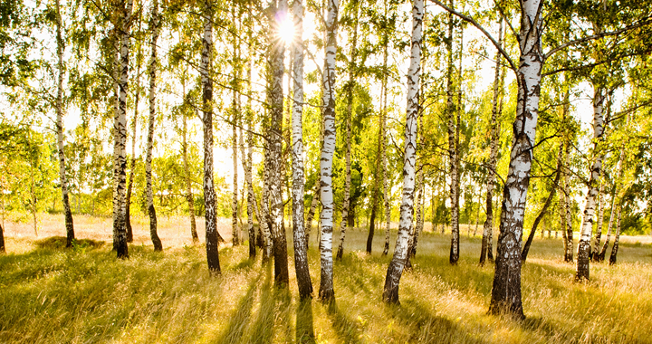 Bloedende bomen snoeien