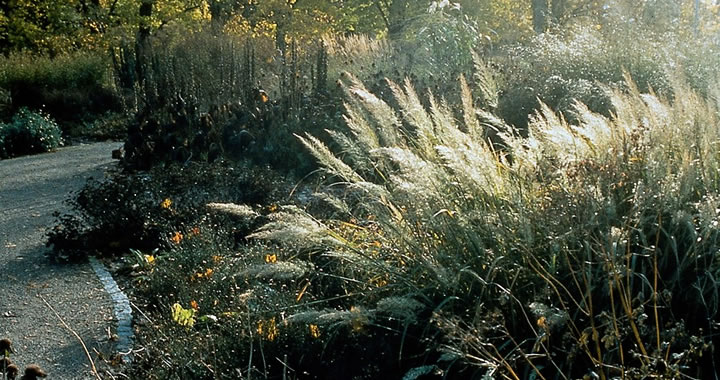 Wuivende siergrassen