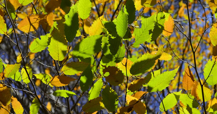 Planten in november: de beuk er in