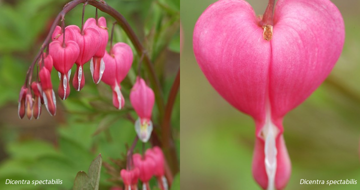 Lentekriebels met vaste planten