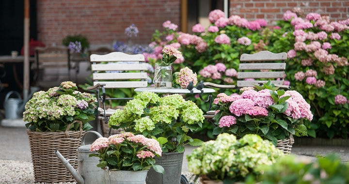 Opvallend kleurenspel van Magical-hortensia