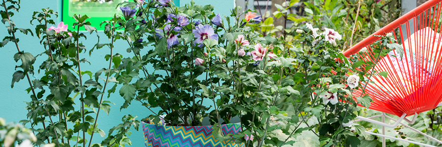 Terrasplant van het Jaar 2016: Hibiscus