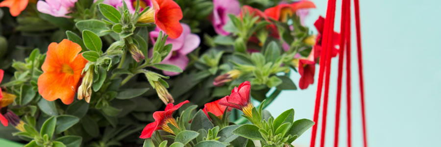 Tuinplant van de Maand april: mini-petunia