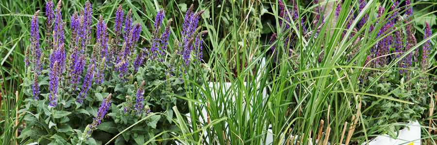 Tuinplant van de Maand mei: Salie