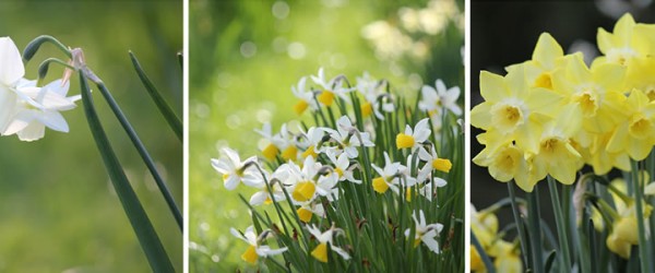 Februari: onderhoudswerkzaamheden in de tuin