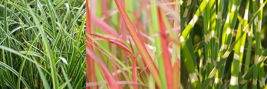 Siergrassen zetten je tuin in beweging