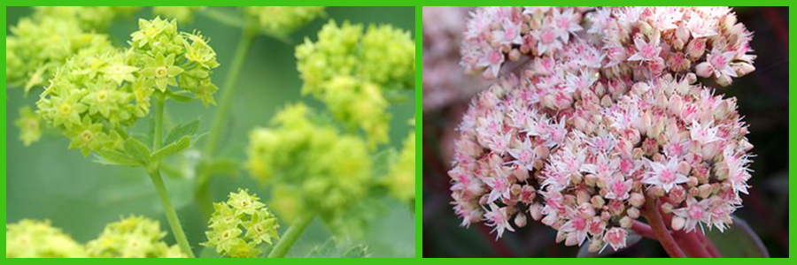 Winterharde planten, wat zijn dat?