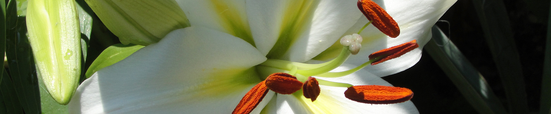 Planten in augustus