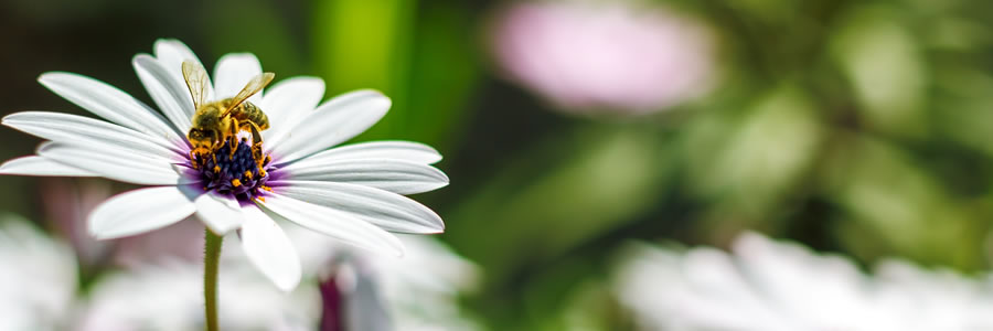 Tuintips voor augustus