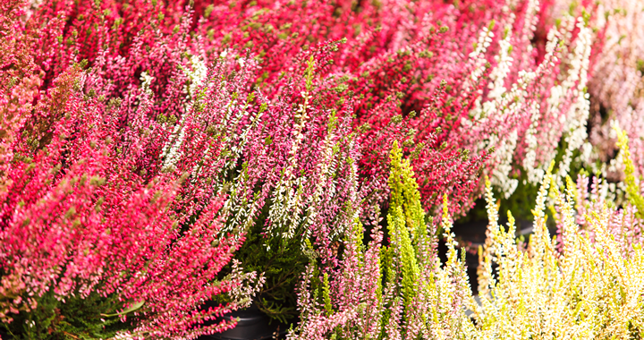 Planten in oktober