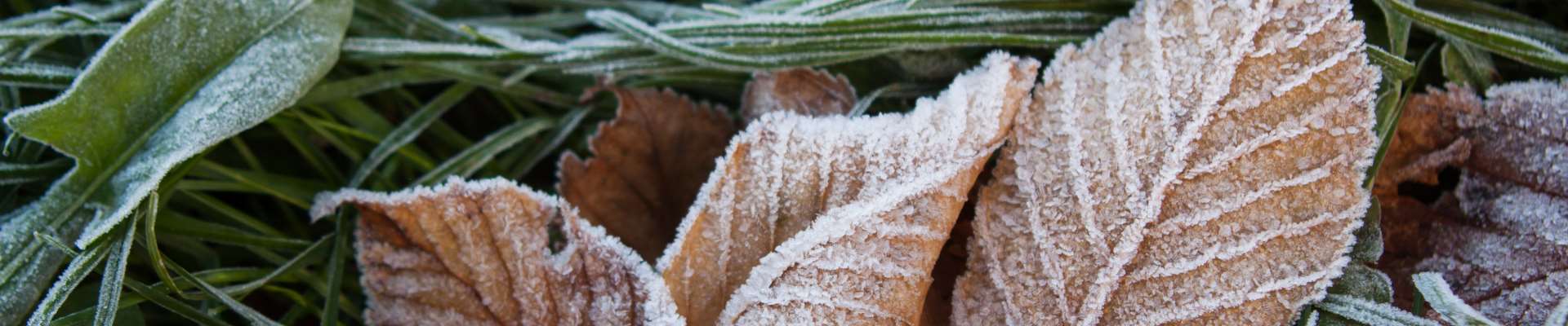 Tuin onderhoud december