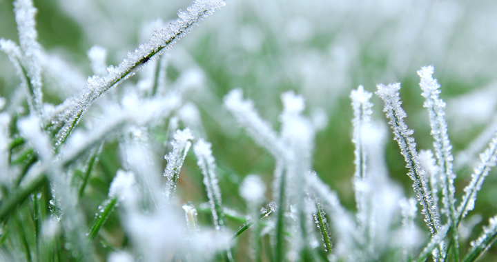 Onderhoud van de tuin in januari