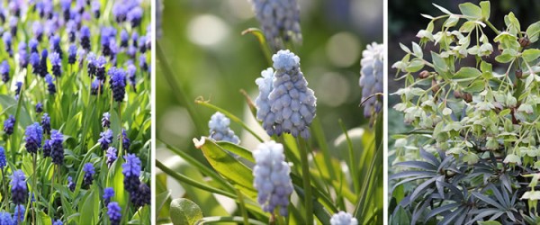 Planten in februari