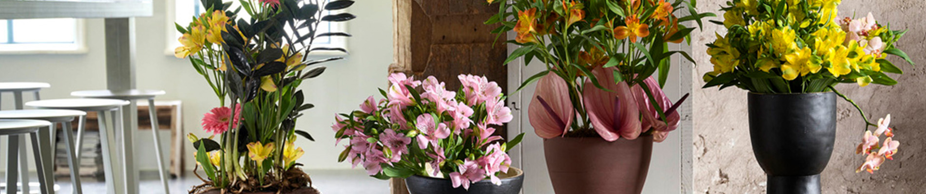 Alstroemeria staat in mei op de Bloemenagenda