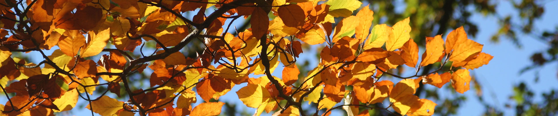 Planten in november: de beuk erin!