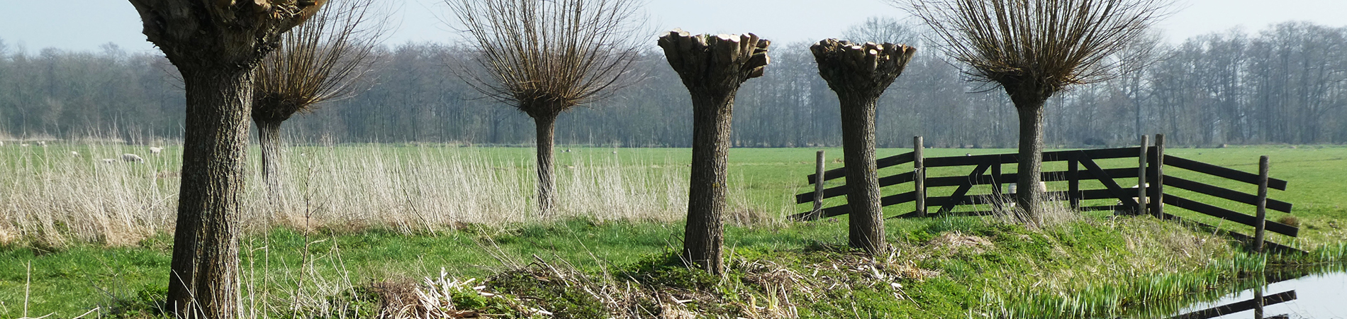 April: wat te snoeien