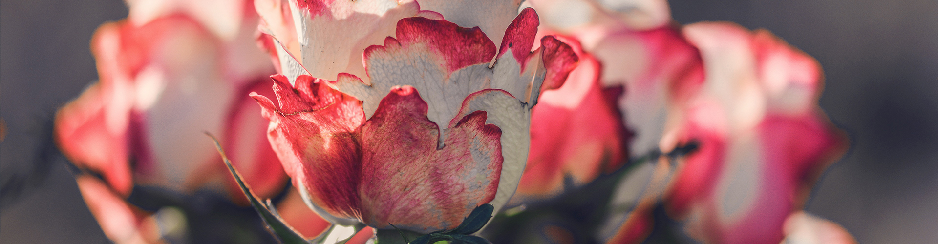 Juni: planten