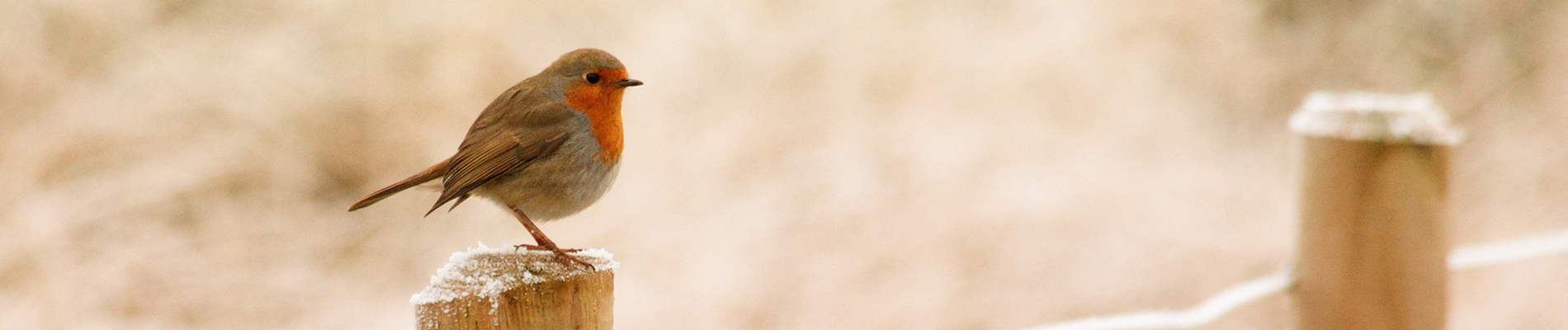 Denk aan de vogels