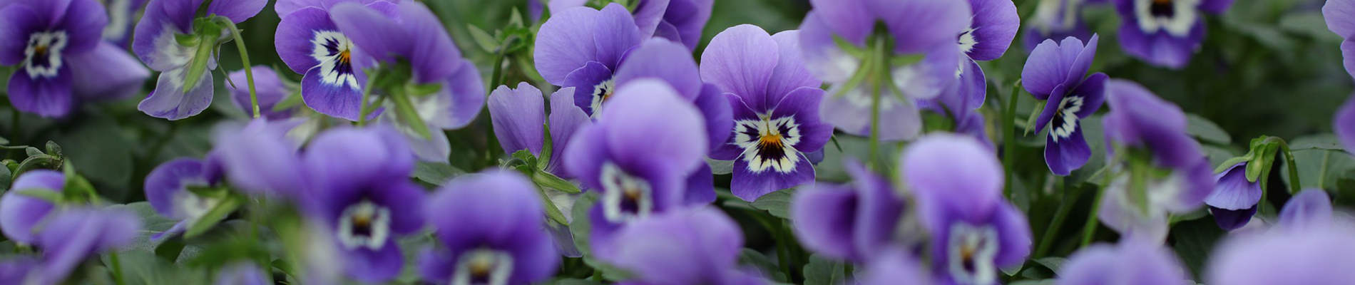 Planten februari