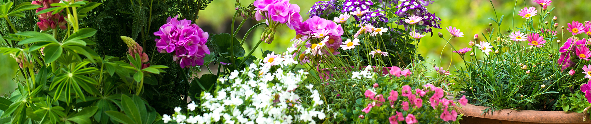 Planten en bloemen mei